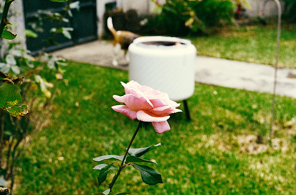 18 Carlos Cabrera - Kodak Ultramax 400 por Arca Film Lab (Marzo 2025) - Rollo 0788
