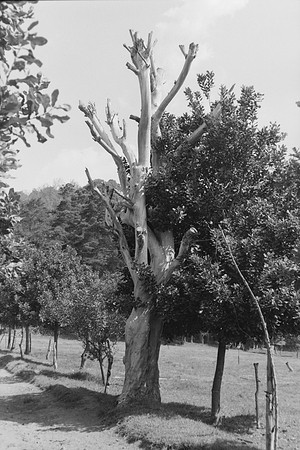 12 Omar Véliz - Ilford FP4 125 Plus por Arca Film Lab (Mayo 2024) - Rollo 0060