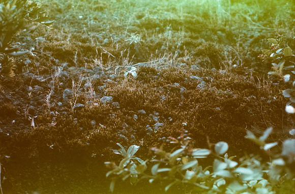 15 Rodrigo Bracamonte - Fujifilm Velvia 50 por Arca Film Lab (Enero 2025) - Rollo 0621