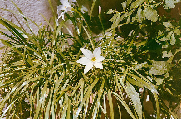 14 Andrea Lara - Kodacolor 200 por Arca Film Lab (Febrero 2025) - Rollo 0861