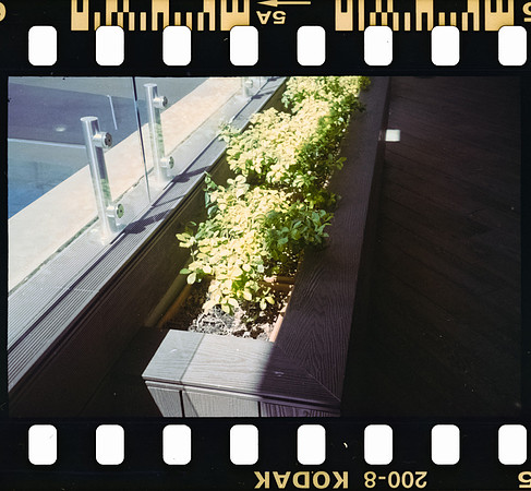 05 Rodrigo Gonzalez - Kodacolor 200 por Arca Film Lab (Junio 2025) - Rollo 1117