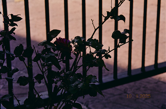 24 Mia YunLab - Kodak Ultramax 400 (Febrero 2025) - Rollo 0739