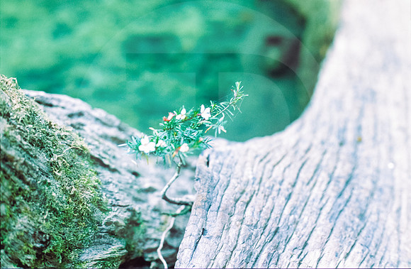 34 Fabriccio Díaz - Fujichrome Provia 100F por Arca Film Lab (Junio 2024) - Rollo 0046
