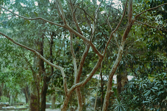 05 Rodolfo Madrigal - Kodak Portra 400 por Arca Film Lab (Junio 2025) - Rollo 1148