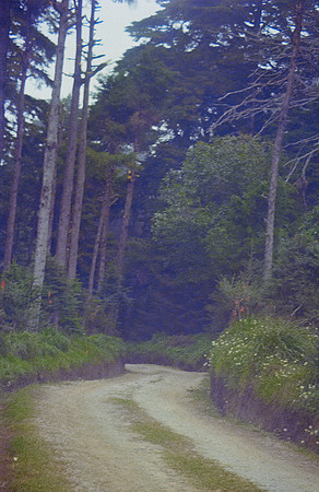 22 Andrés Mazariegos - Kodak Ultramax 400 por Arca Film Lab (Noviembre 2024) - Rollo 0517