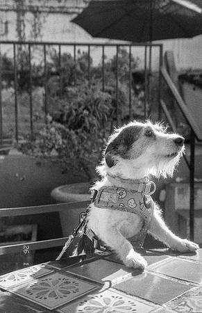 05 María Paula González - Kentmere Pan 400 por Arca Film Lab (Abril 2025) - Rollo 0903