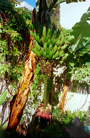 35 Rafel Peyré - Kodak Vision 3 250D por Arca Film Lab (Junio 2025) - Rollo 1101