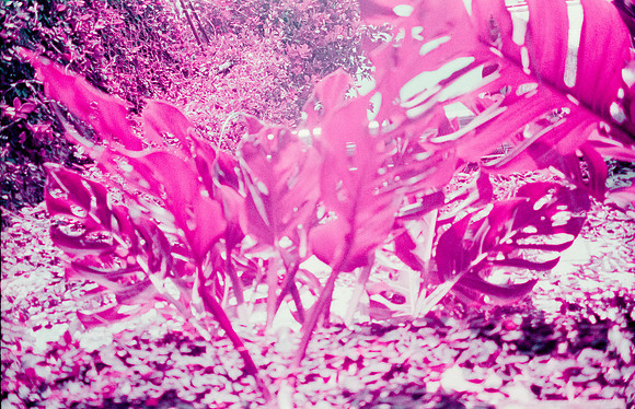 29 Natalia Mendoza - Lomography Purple por Arca Film Lab (Mayo 2025) - Rollo 1019