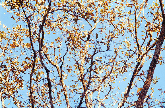 01 Ángel Elías - Kodak Gold 200 por Arca Film Lab (Noviembre 2024) - Rollo 0439