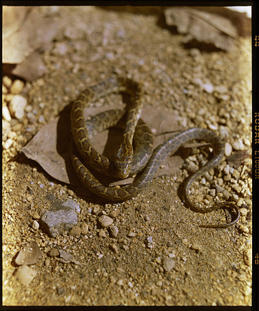 03 Lester Meléndez - Kodak Ektachrome 100GX por Arca Film Lab (Mayo 2024) - Rollo 0094