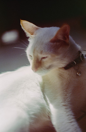 31 Abraham Castillo - Fujifilm 400 por Arca Film Lab (Junio 2025) - Rollo 1118