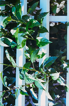 21 Carlos Castro - Kodak 400 Max por Arca Film Lab (Junio 2025) - Rollo 1138
