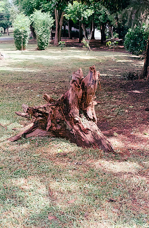 03 Carlos Quintero - Kodak Gold 200 por Arca Film Lab (Septiembre 2024) - Rollo 0374