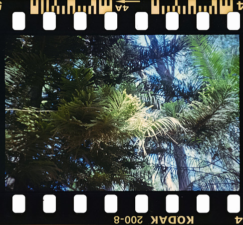 04 Rodrigo Gonzalez - Kodacolor 200 por Arca Film Lab (Junio 2025) - Rollo 1117