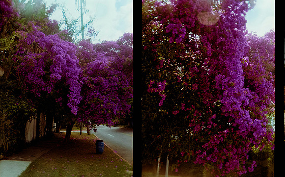 07 Jimena Sánchez - Kodak Gold 200 por Arca Film Lab (Mayo 2025) - Rollo 0991