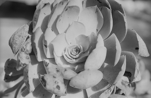 15 Fabriccio Díaz - Ilford XP2 por Arca Film Lab (Noviembre 2024) - Rollo 0502