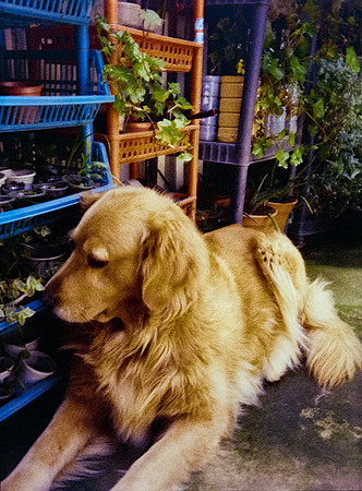 02 Eyleen Menchú - Kodak Ultramax 400 por Arca Film Lab (Enero 2025) - Rollo 0629