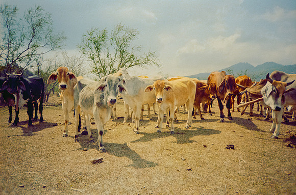 10 José Vásquez - Kodak Gold 200 por Arca Film Lab (Enero 2025) - Rollo 0668