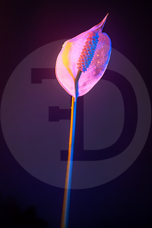 01 Flor Mojada en Jardín de la casa - Naranja y Azul 11 Junio 2022 por Fabriccio Díaz