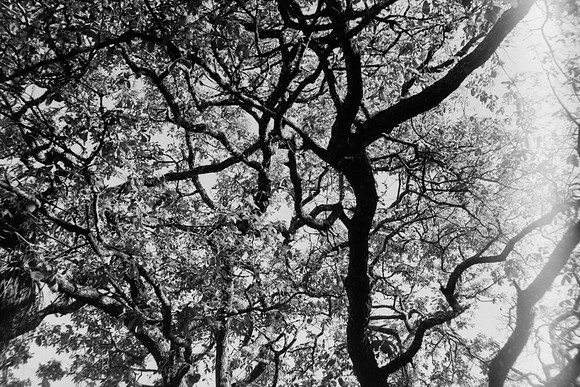 30 Iván Ortíz - Ilford Panf Plus 50 por Arca Film Lab (Abril 2024)
