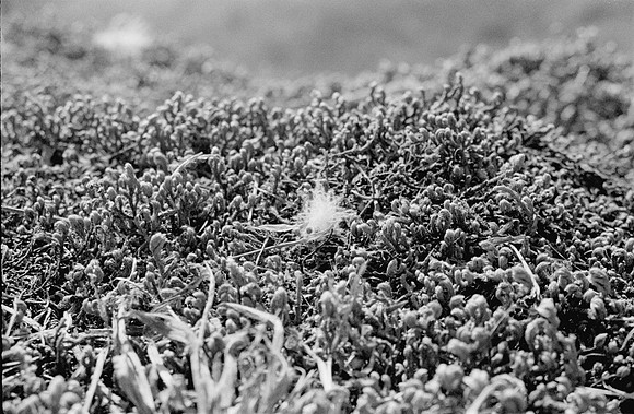 17 Fernando Peña - Ilford HP5 Plus 400 por Arca Film Lab (Agosto 2024) - Rollo 0246