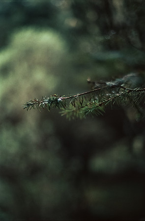 15 Andrés Cux - Fujifilm Provia 100F por Arca Film Lab (Enero 2025) - Rollo 0607