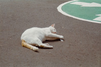19 Rodrigo González - Kodak Gold 200 por Arca Film Lab (Junio 2025) - Rollo 1116