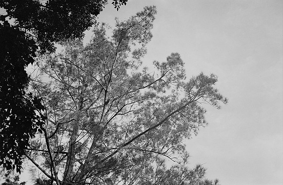 37 Tato Pernillo Ilford XP2 400 - Arca Film Lab (Junio 2025) por - Rollo 1151