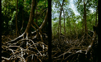 07 Jimmy Barrientos - Kodak Gold 200 por Arca Film Lab (Junio 2025) - Rollo 1141