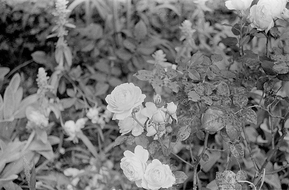 06 Javier Flores - Ilford HP5+ 400 por Arca Film Lab (Octubre 2024) - Rollo 0422