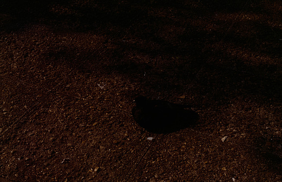 22 Elliot Morales - Cinestill 400D por Arca Film Lab (Mayo 2025) - Rollo 1049