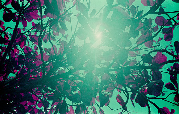 30 Natalia Mendoza - Lomography Purple por Arca Film Lab (Mayo 2025) - Rollo 1019