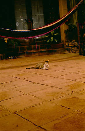 13 Valeria Minera - Kodak Gold 200 por Arca Film Lab (Abril 2025) - Rollo 0961
