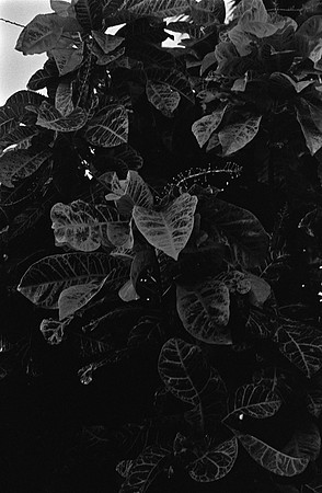 13 Christian Arriola - Kodak 400TX por Arca Film Lab (Junio 2024) - Rollo 0096