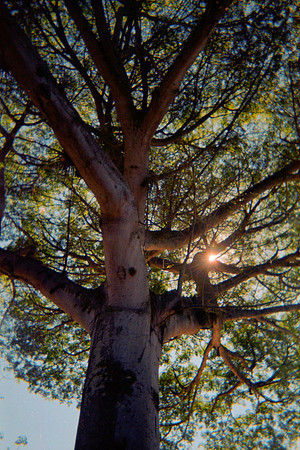 06 Ceiba Casa Santo Domingo - Rollo #1 - Fujifilm Superia Xtra 400 - Cámara Desechable por Fabriccio Díaz