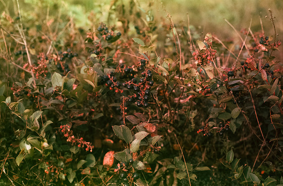 17 Rodrigo Bracamonte - Fujifilm Velvia 50 por Arca Film Lab (Enero 2025) - Rollo 0621