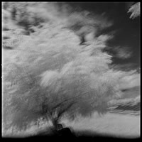 03 Javier Anleu - Aphivot 720nm Infrared por Arca Film Lab (Septiembre 2026) - Rollo 2291