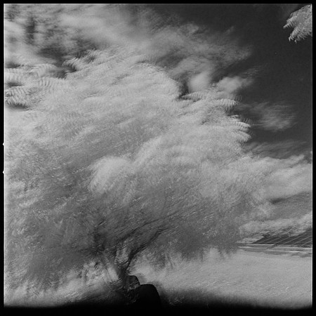 03 Javier Anleu - Aphivot 720nm Infrared por Arca Film Lab (Septiembre 2026) - Rollo 2291