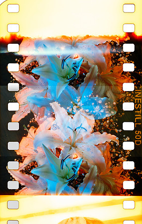 01 Fabriccio Díaz - Cinestill 50D - Arca Film Lab (Agosto 2024) - Rollo 0271