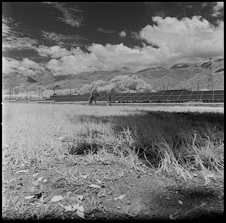 05 Javier Anleu - Aphivot 720nm Infrared por Arca Film Lab (Septiembre 2026) - Rollo 2291