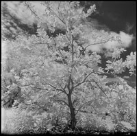 02 Javier Anleu - Aphivot 720nm Infrared por Arca Film Lab (Septiembre 2026) - Rollo 2291