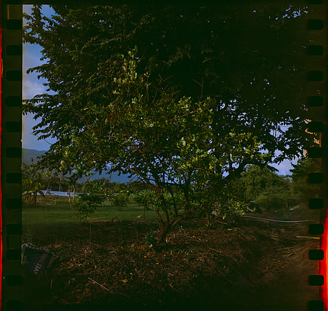 07 Javier Anleu - Kodak Vision 3 200T por Arca Film Lab (Septiembre 2026) - Rollo 2290