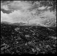09 Javier Anleu - Aphivot 720nm Infrared por Arca Film Lab (Septiembre 2026) - Rollo 2291