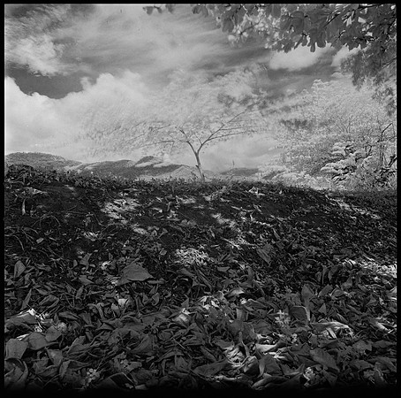 09 Javier Anleu - Aphivot 720nm Infrared por Arca Film Lab (Septiembre 2026) - Rollo 2291