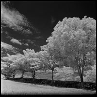 06 Javier Anleu - Aphivot 720nm Infrared por Arca Film Lab (Septiembre 2026) - Rollo 2291