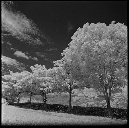 06 Javier Anleu - Aphivot 720nm Infrared por Arca Film Lab (Septiembre 2026) - Rollo 2291