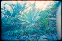13 Breyner Portillo - Cinestill 800T por Arca Film Lab (Octubre 2026) - Rollo 2315