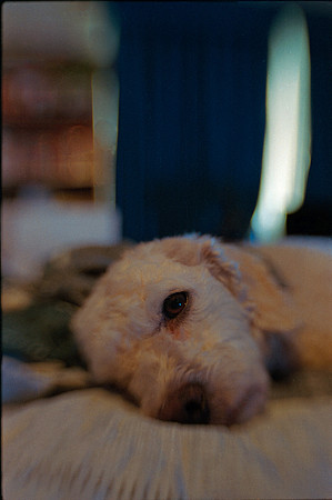 34 Kodak Ultramax 400 por Fabriccio Díaz - Junio 2023