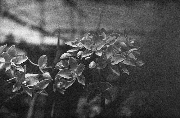09 Carlos Castro - Ilford HP5+ 400 por Arca Film Lab (Septiembre 2024) - Rollo 0345