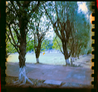 12 Javier Anleu - Kodak Vision 3 200T por Arca Film Lab (Septiembre 2026) - Rollo 2290